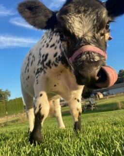 Cow