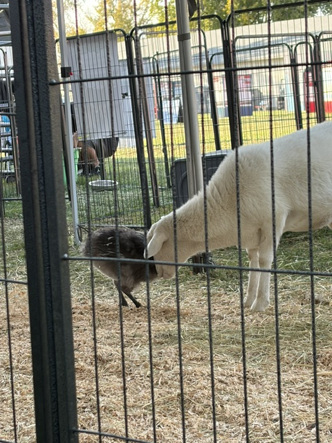 Central Washington State Fair - 2026 photo 13