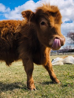 Cow