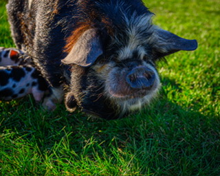 Pig