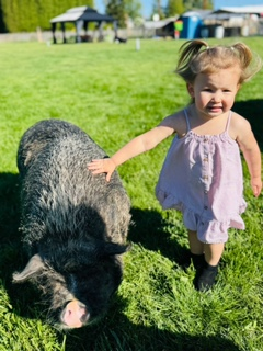 Pig
