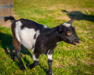 Goat